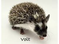 hedgehog photo