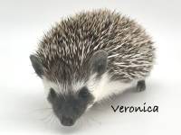 hedgehog photo