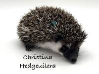 hedgehog photo