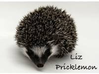 hedgehog photo
