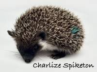 hedgehog photo