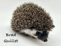 hedgehog photo