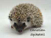 hedgehog photo