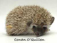 hedgehog photo