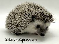 hedgehog photo