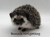 hedgehog photo