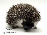 hedgehog photo