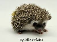 hedgehog photo