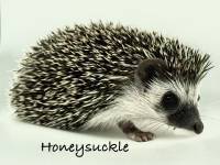 hedgehog photo