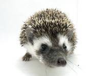 hedgehog photo