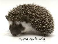 hedgehog photo