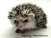 hedgehog photo