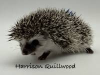 hedgehog photo