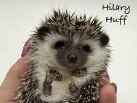 hedgehog photo