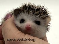 hedgehog photo