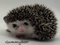 hedgehog photo