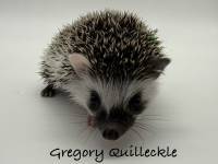 hedgehog photo