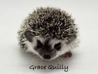 hedgehog photo