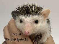 hedgehog photo