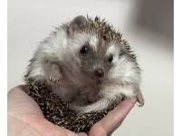 hedgehog photo