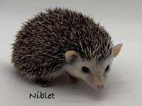 hedgehog photo
