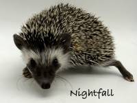 hedgehog photo