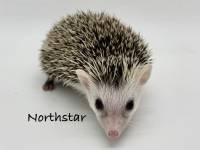 hedgehog photo