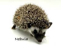 hedgehog photo
