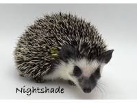hedgehog photo