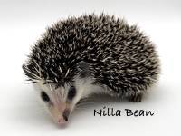 hedgehog photo