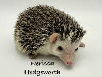 hedgehog photo