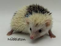 hedgehog photo