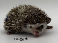 hedgehog photo