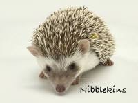 hedgehog photo