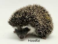 hedgehog photo
