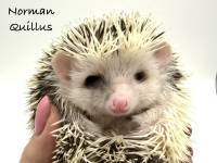hedgehog photo