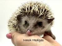 hedgehog photo