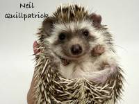 hedgehog photo