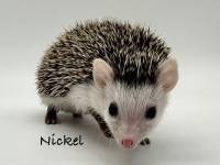 hedgehog photo