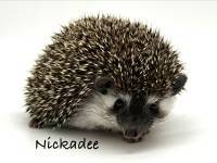 hedgehog photo