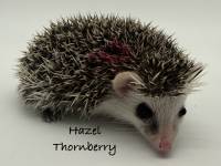hedgehog photo