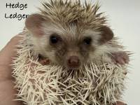 hedgehog photo