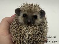 hedgehog photo