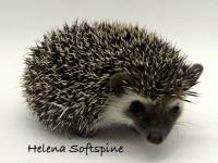 photo of hedgehog Helena Softspine, for sale