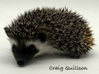 hedgehog photo