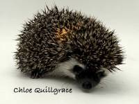 hedgehog photo