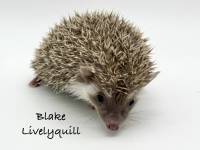 hedgehog photo