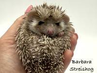 hedgehog photo
