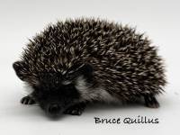hedgehog photo
