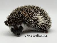hedgehog photo